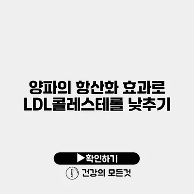 양파의 항산화 효과로 LDL콜레스테롤 낮추기