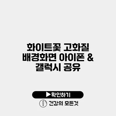 화이트꽃 고화질 배경화면 아이폰 & 갤럭시 공유